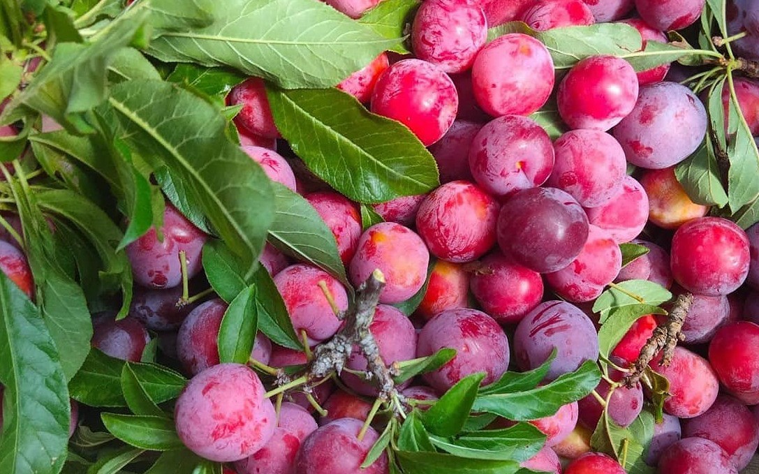 Bất ngờ với loại 'cherry' giá chỉ vài chục nghìn đồng ồ ạt bán trên thị trường