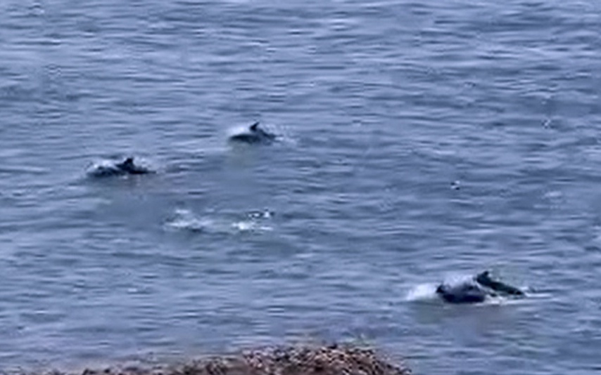 Video c&aacute; heo trắng bất ngờ xuất hiện tại biển Sầm Sơn - Ảnh 2.