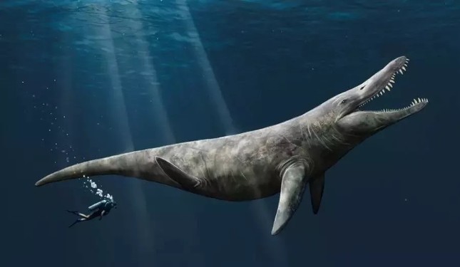 Bất ngờ phát hiện hài cốt quái vật biển kỷ Jura 'khủng' trong bảo tàng - Ảnh 1.