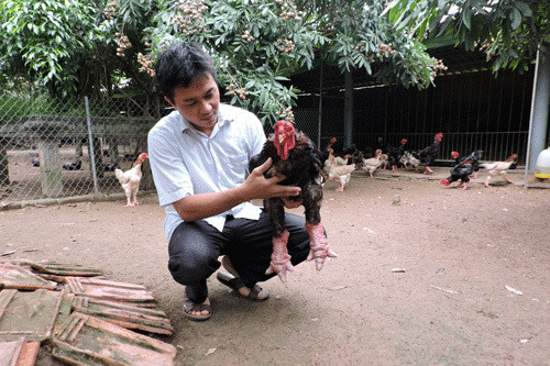 Thầy giáo về hưu nuôi gà Đông Tảo, thu tiền tỷ mỗi năm - Ảnh 5.