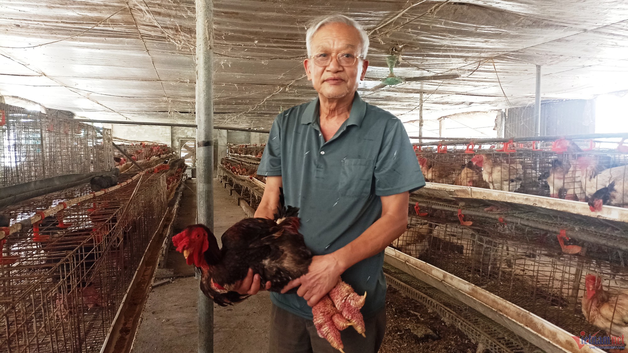 Thầy giáo về hưu nuôi gà Đông Tảo, thu tiền tỷ mỗi năm - Ảnh 1.