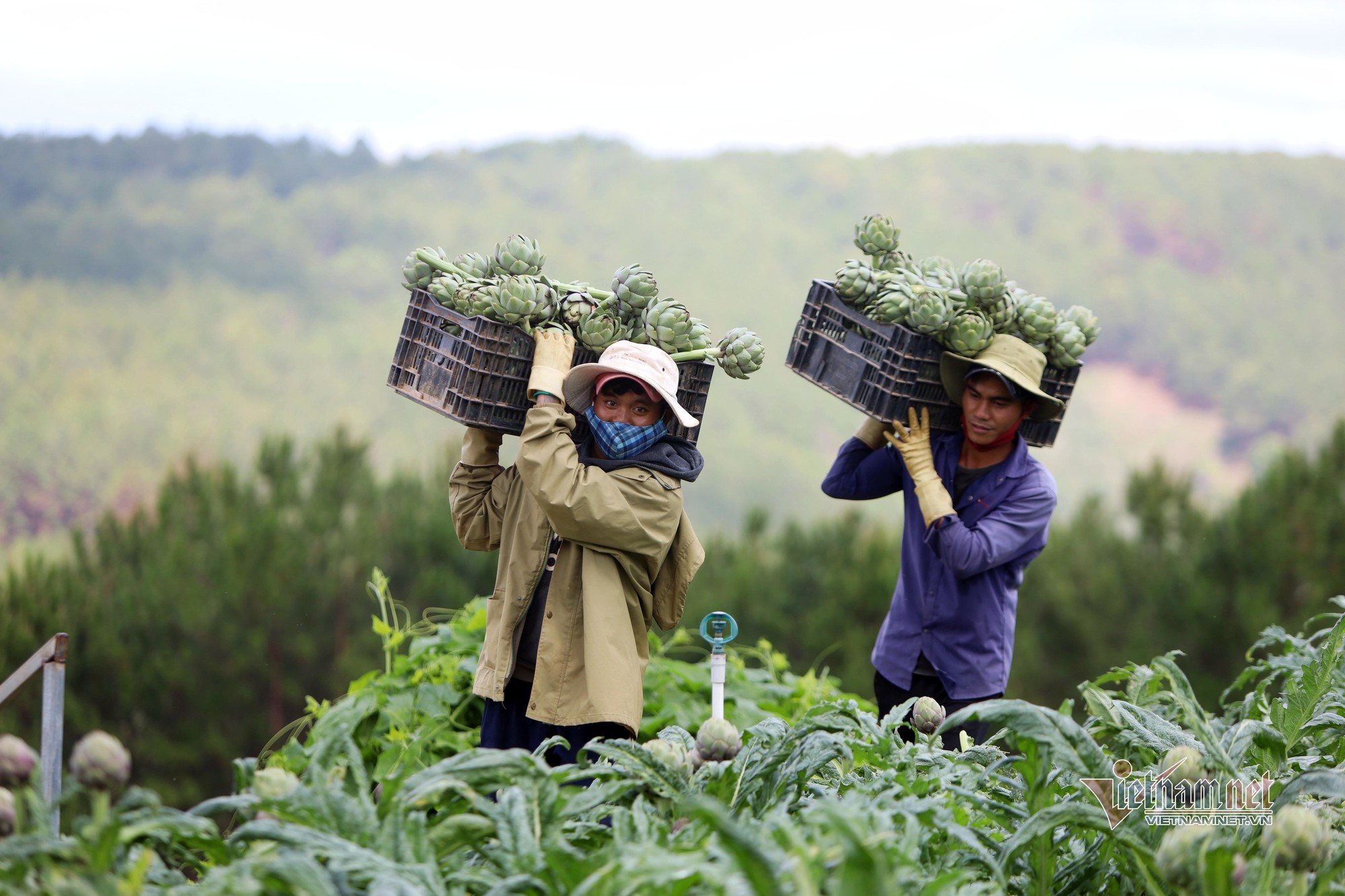 Nhận kỷ lục châu Á, hoa atiso 200 nghìn/kg đắt khách ăn giải nhiệt - Ảnh 1.