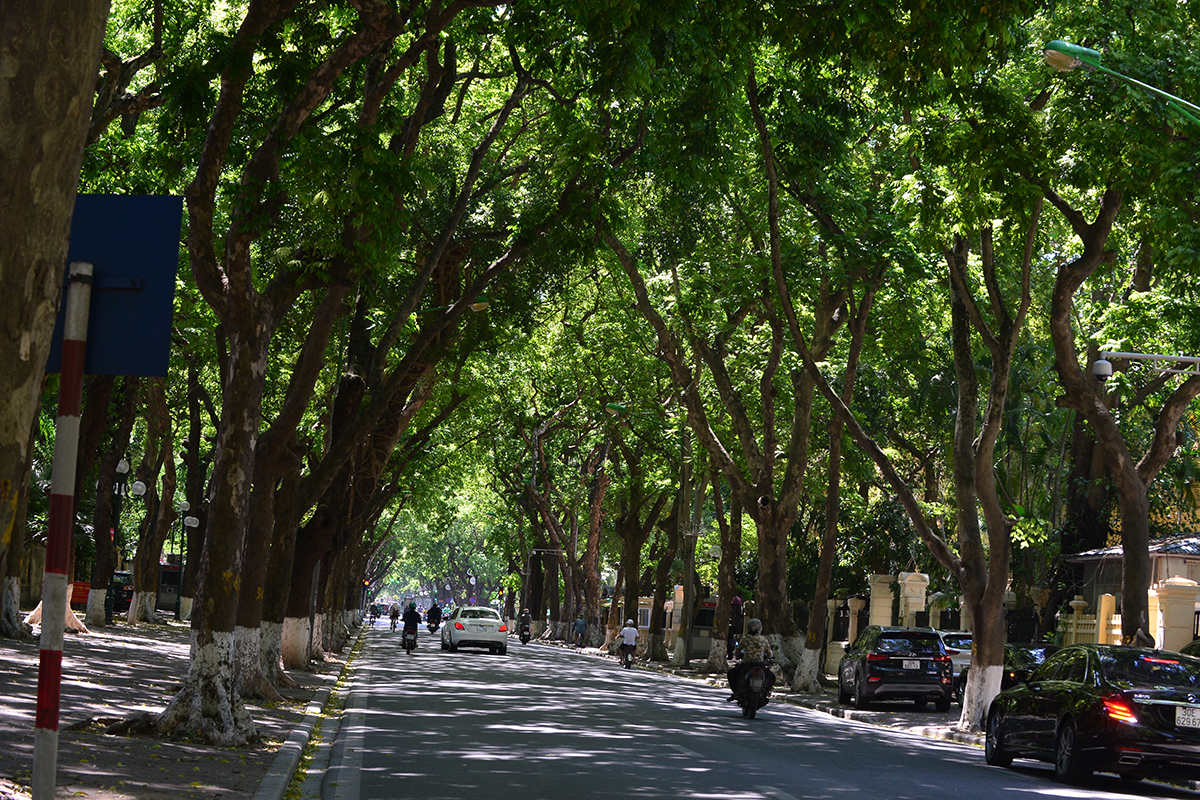 Con phố hiếm hoi của Hà Nội rợp bóng râm suốt cả ngày, người dân đi qua như được giải nhiệt trong những  ngày nắng nóng đỉnh điểm - Ảnh 1.