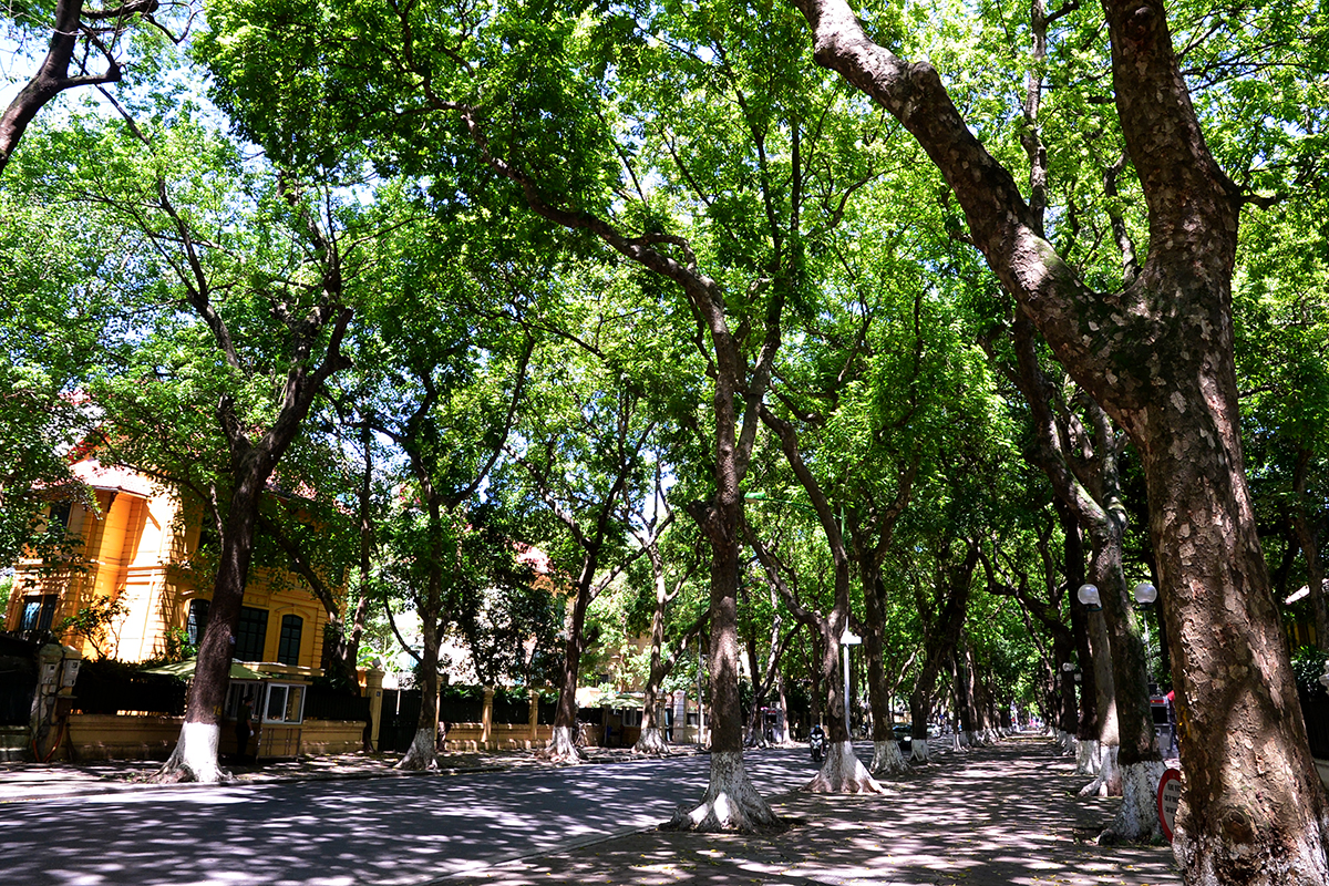 Con phố hiếm hoi của Hà Nội rợp bóng râm suốt cả ngày, người dân đi qua như được giải nhiệt trong những  ngày nắng nóng đỉnh điểm - Ảnh 2.