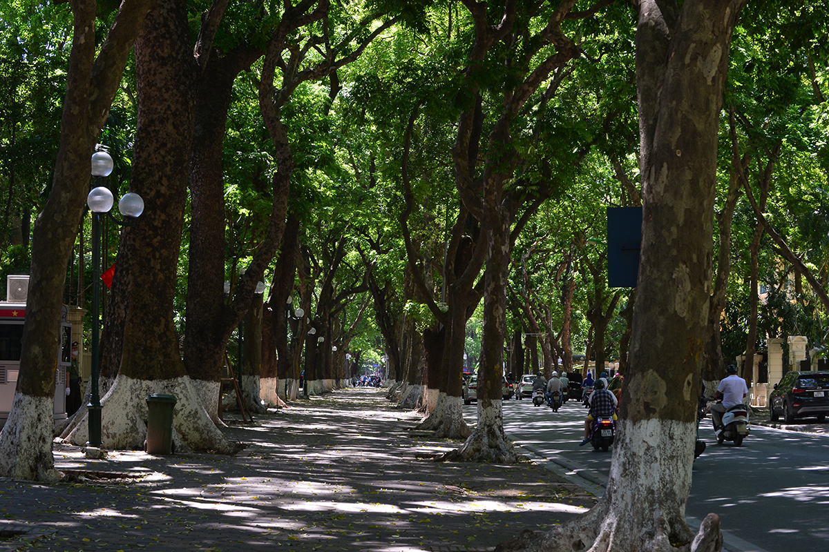 Con phố hiếm hoi của Hà Nội rợp bóng râm suốt cả ngày, người dân đi qua như được giải nhiệt trong những  ngày nắng nóng đỉnh điểm - Ảnh 5.
