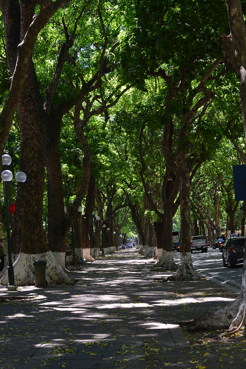 Con phố hiếm hoi của Hà Nội rợp bóng râm suốt cả ngày, người dân đi qua như được giải nhiệt trong những  ngày nắng nóng đỉnh điểm - Ảnh 8.