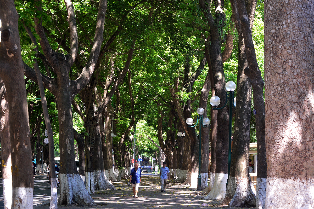 Con phố hiếm hoi của Hà Nội rợp bóng râm suốt cả ngày, người dân đi qua như được giải nhiệt trong những  ngày nắng nóng đỉnh điểm - Ảnh 6.