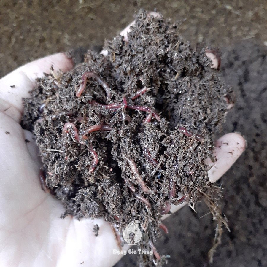Mất sạch tiền trước ngày cưới, cô gái bỏ phố về quê khởi nghiệp làm nông, nuôi 1 con vật ai cũng hãi hùng, sau vài năm có hơn 18 tỷ đồng - Ảnh 4. Mất sạch tiền trước ngày cưới, cô gái bỏ phố về quê khởi nghiệp làm nông, nuôi 1 con vật ai cũng hãi hùng, sau vài năm có hơn 18 tỷ đồng - Ảnh 4.