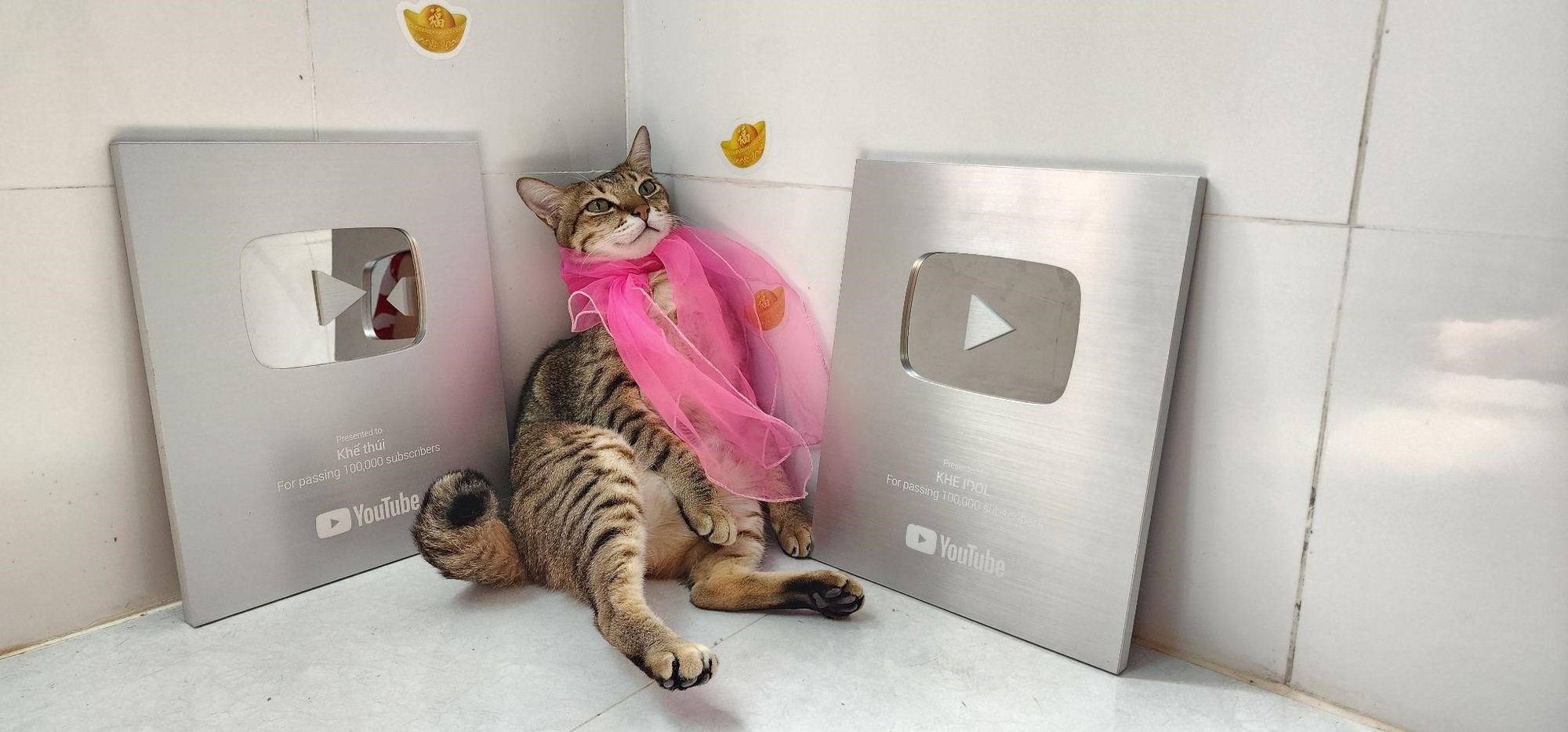 Chú mèo đầu tiên ở Việt Nam nhận được nút bạc YouTube