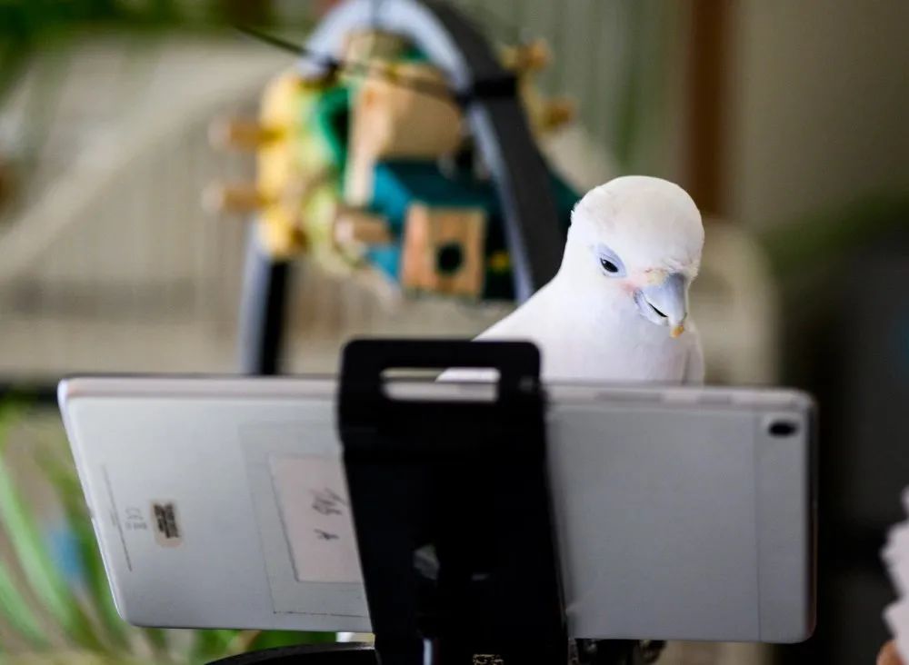 Những chú vẹt kết bạn trực tuyến và trò chuyện qua màn hình để... 'chữa bệnh' cô đơn - Ảnh 4.