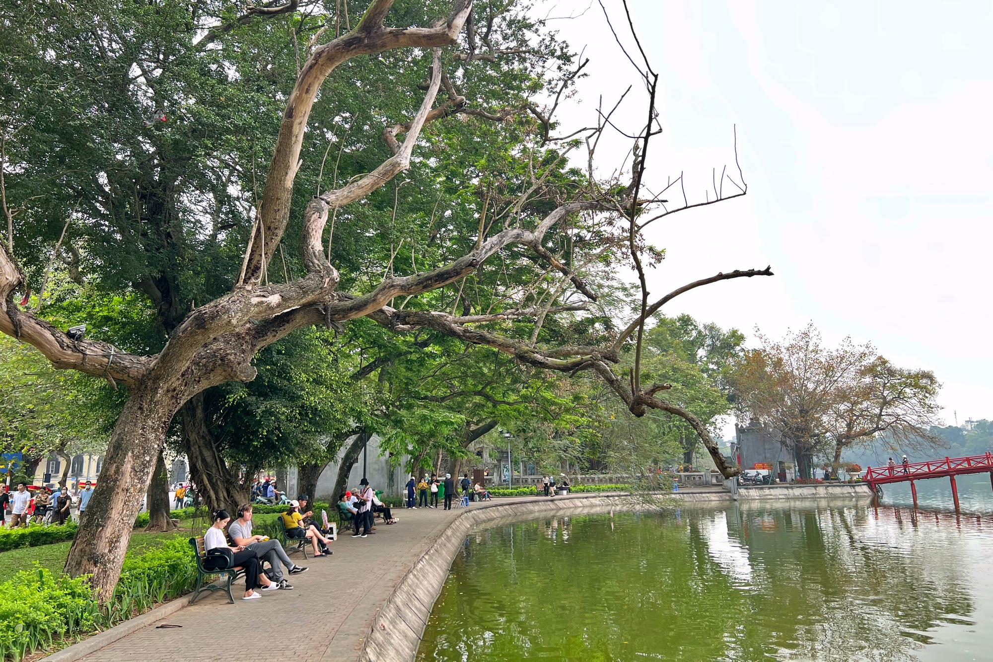 Chặt hạ cây sưa đỏ 100 năm tuổi ở hồ Hoàn Kiếm: Trồng thay thế cây gì phù hợp? - Ảnh 2.