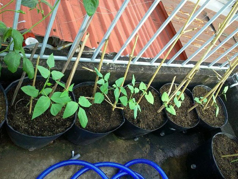 6 loại rau củ rất thích hợp để trồng trong vườn nhà - Ảnh 5.