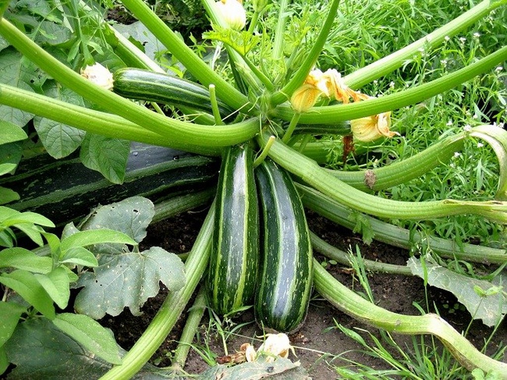 6 loại rau củ rất thích hợp để trồng trong vườn nhà - Ảnh 6.