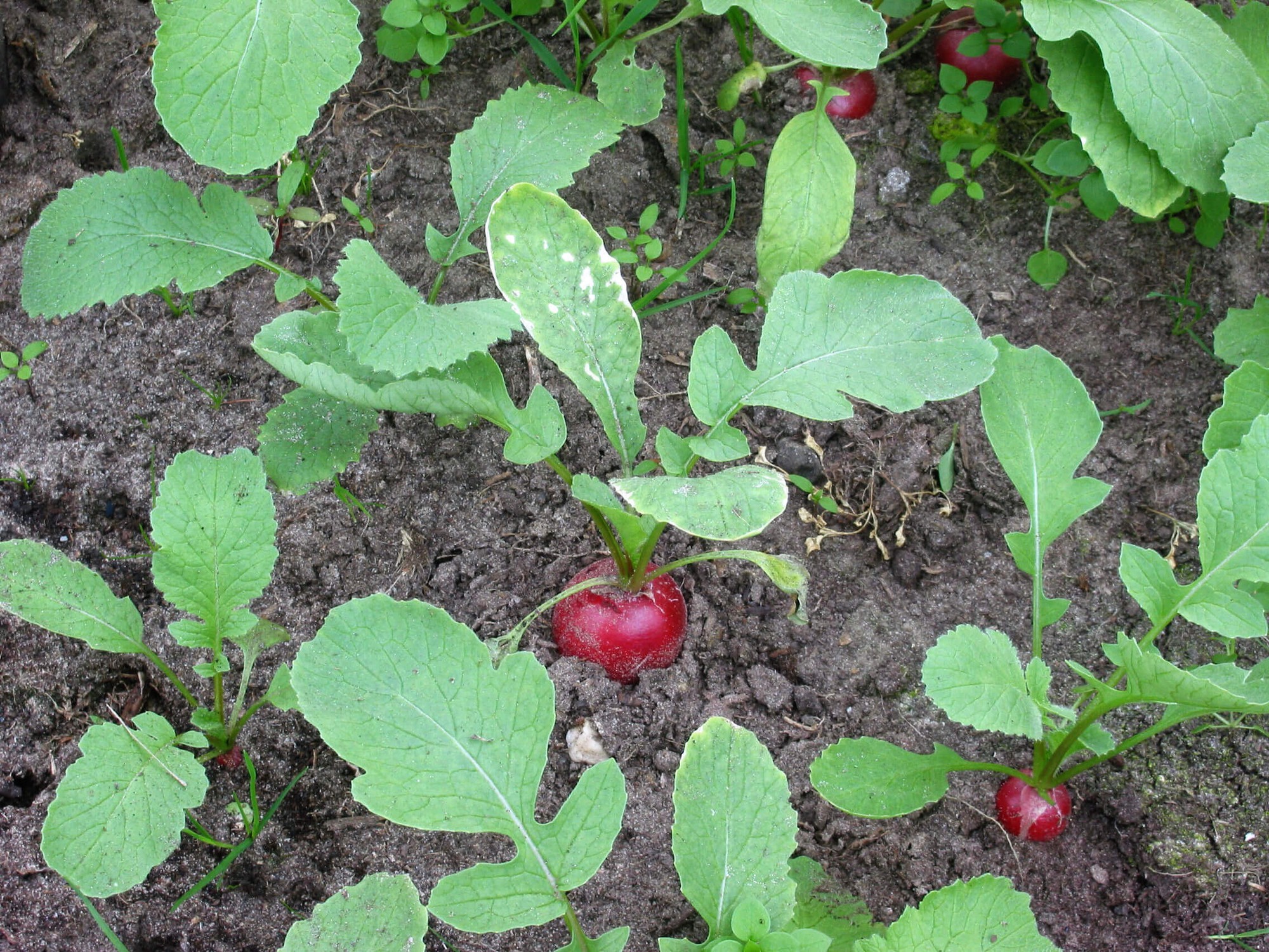 6 loại rau củ rất thích hợp để trồng trong vườn nhà - Ảnh 8.