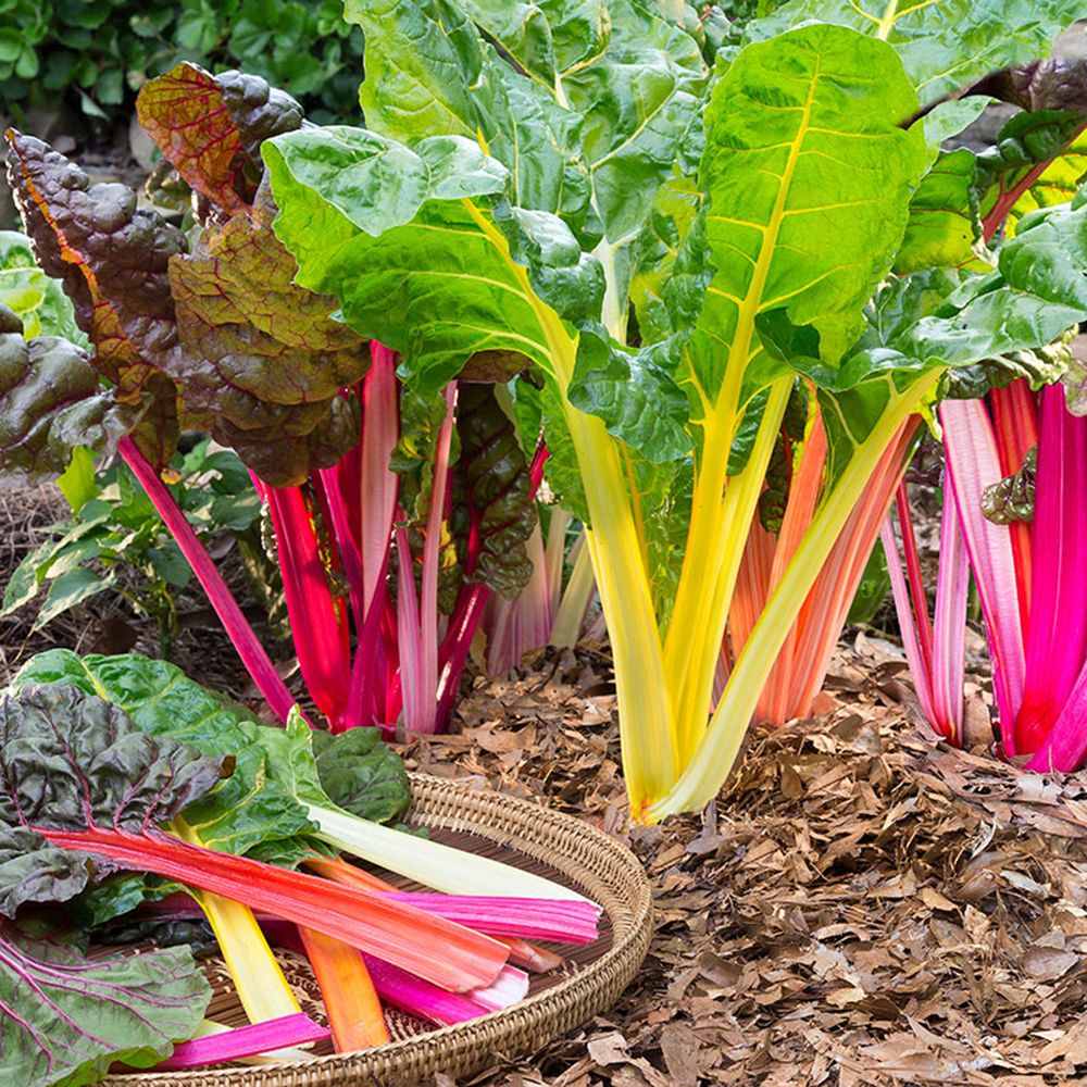 6 loại rau củ rất thích hợp để trồng trong vườn nhà - Ảnh 1.