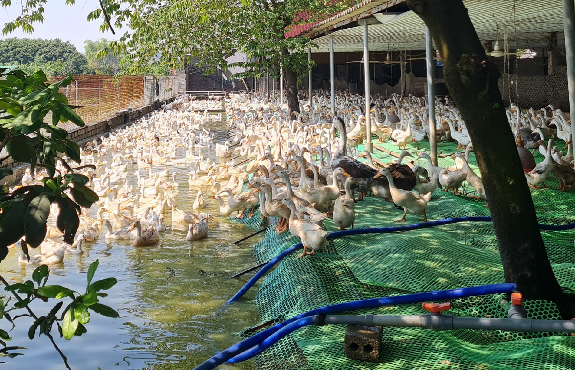 Bán trứng vịt lộn cho ‘đại gia công nghệ’, lão nông lãi 1,5 tỷ đồng/năm - Ảnh 2.