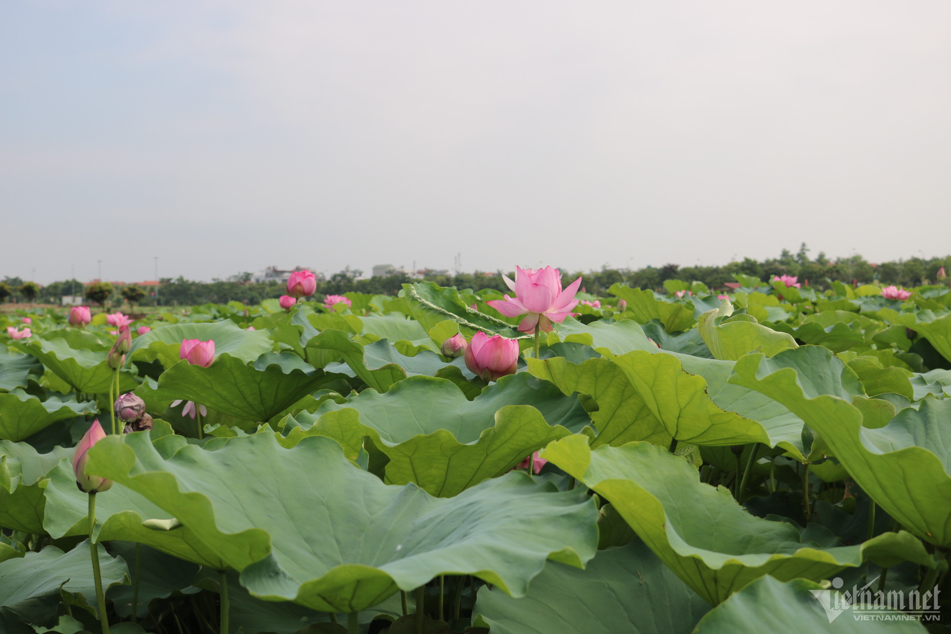 Mùa hoa sen nở hái cả triệu bông, anh nông dân thu 8 tỷ đồng - Ảnh 1.