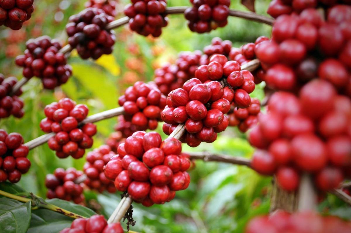 Một loại hạt của Việt Nam đang có giá cao nhất trong 15 năm - Ảnh 1. Một loại hạt của Việt Nam đang có giá cao nhất trong 15 năm - Ảnh 1.