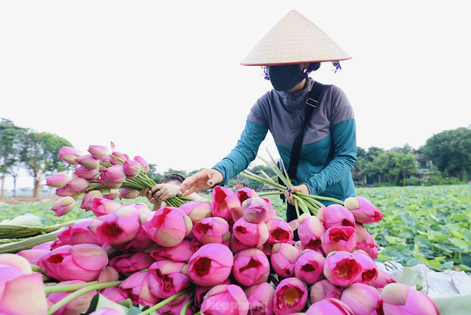 Cận cảnh quy trình ướp trà sen đệ nhất trà Hà thành, giá cả chục triệu đồng/kg - Ảnh 5.