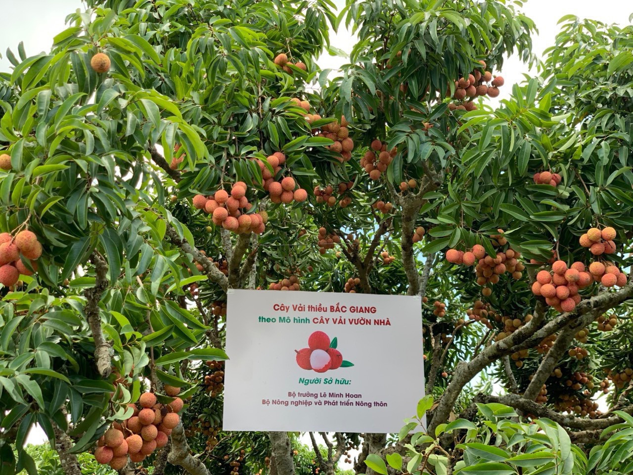 Bán tấm chân tình trong từng quả vải, cả đời trồng cây chưa ai ngờ tới - Ảnh 3. Bán tấm chân tình trong từng quả vải, cả đời trồng cây chưa ai ngờ tới - Ảnh 3.
