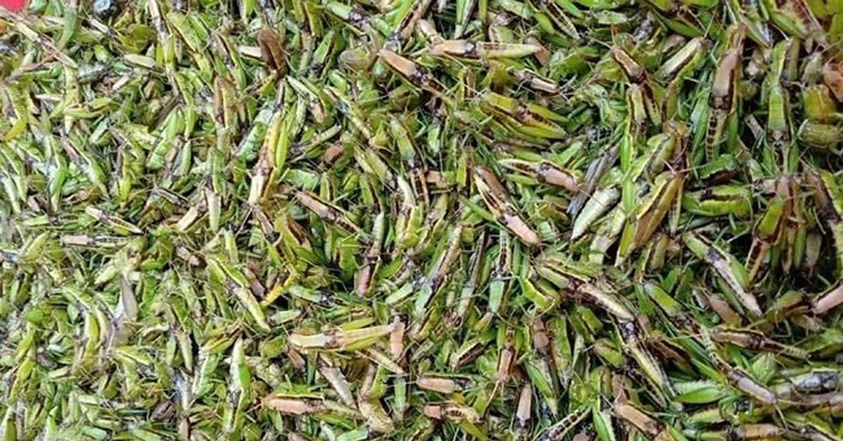 "Tôm bay" chốn thôn quê bỗng thành đặc sản đắt đỏ, được săn lùng