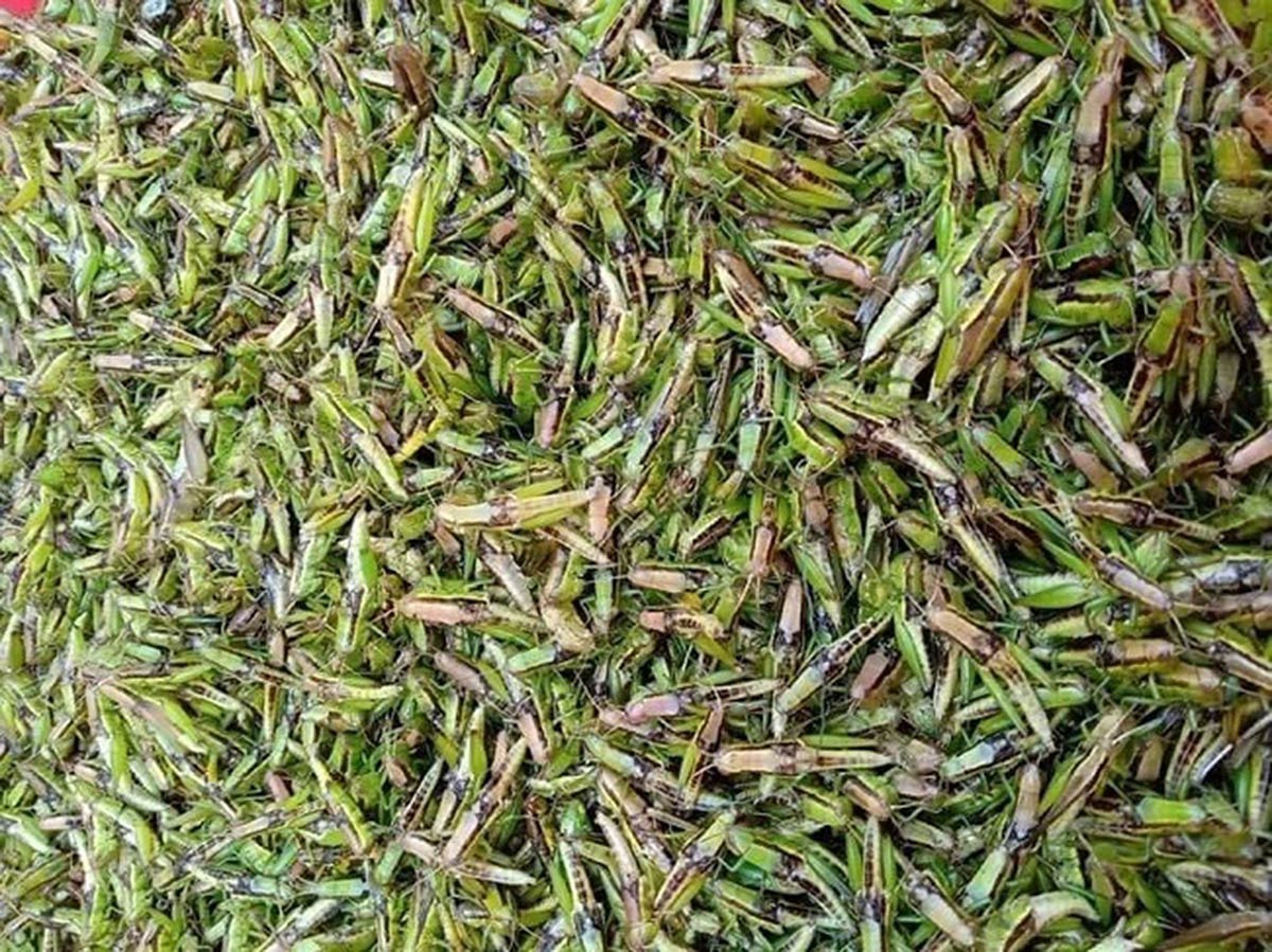 'Tôm bay' chốn thôn quê bỗng thành đặc sản đắt đỏ, được săn lùng - Ảnh 1. 'Tôm bay' chốn thôn quê bỗng thành đặc sản đắt đỏ, được săn lùng - Ảnh 1.