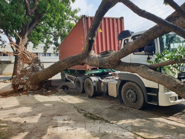 T&agrave;i xế container hoảng hồn khi c&acirc;y xanh cổ thụ bất ngờ đ&egrave; bẹp cabin - Ảnh 2.