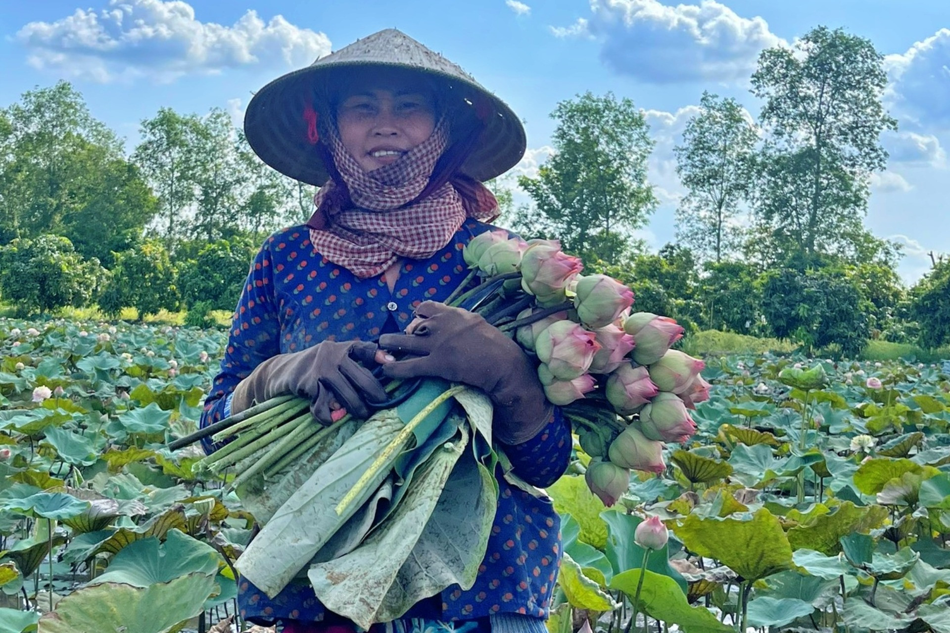 Chàng kỹ sư miền Tây thuyết phục bố mẹ trồng sen, mỗi ngày kiếm tiền triệu - Ảnh 4.