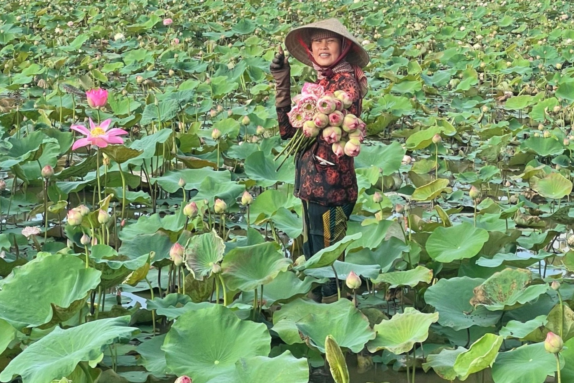 Chàng kỹ sư miền Tây thuyết phục bố mẹ trồng sen, mỗi ngày kiếm tiền triệu - Ảnh 2.