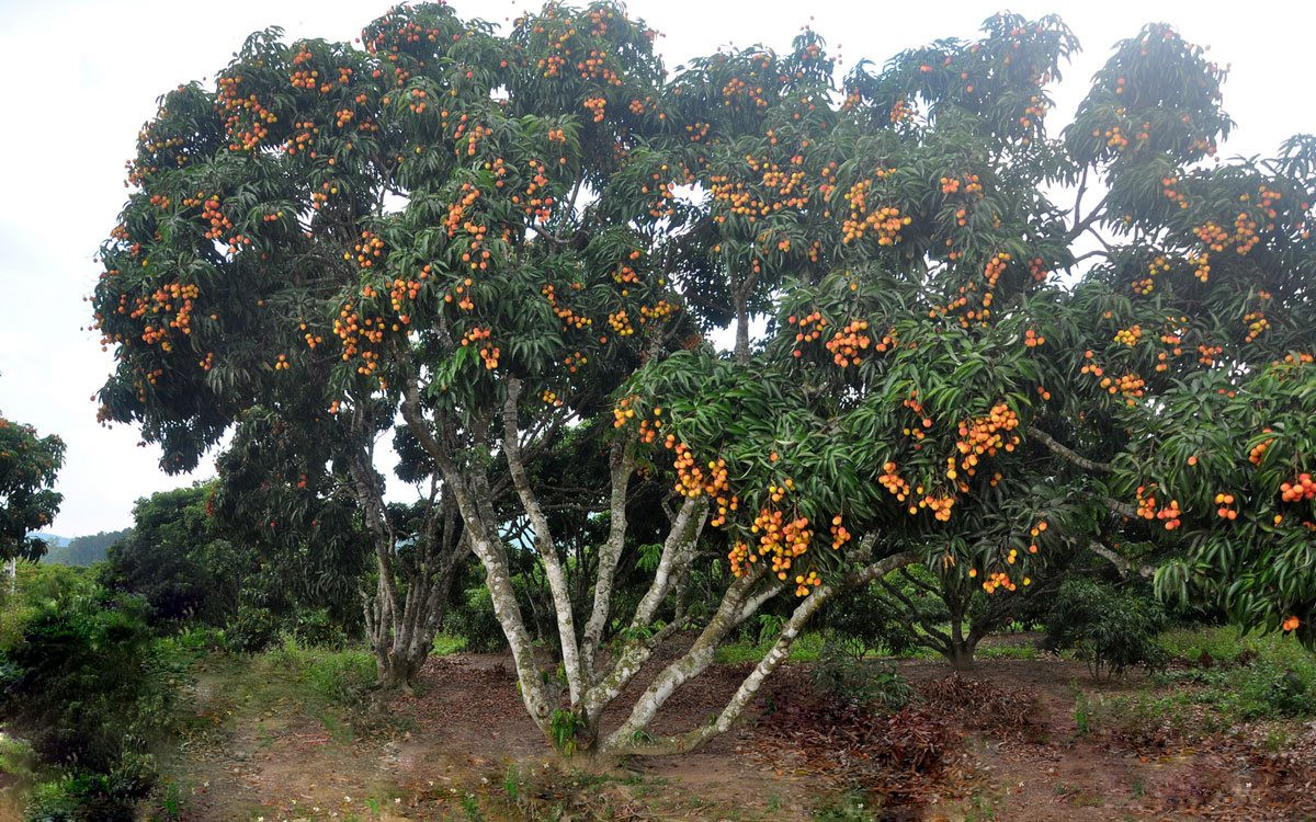 Loại quả bán la liệt ngoài đường tại Việt Nam, giá chỉ 10.000 đồng/kg, xuất ngoại thành hàng &quot;hot&quot;, giá gần 1 triệu đồng/kg - Ảnh 1.