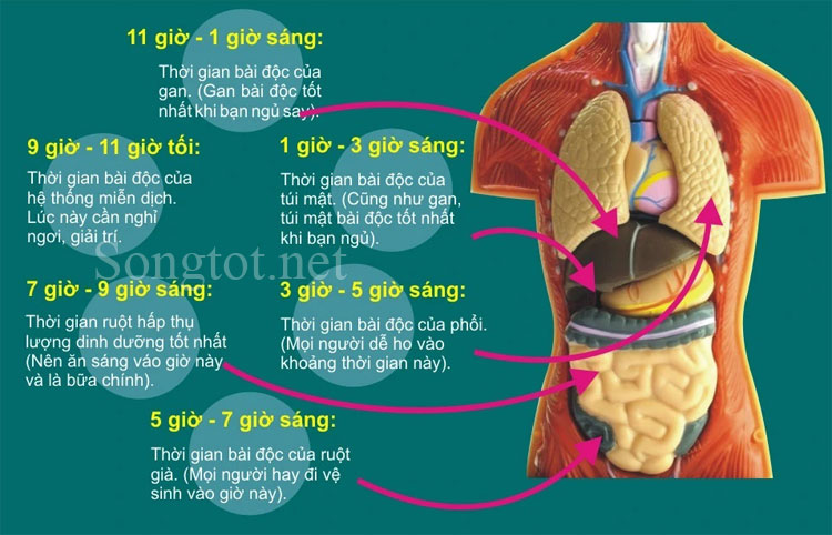 Lời Khuyên để Duy Trì Cân Bằng Ngũ Tạng