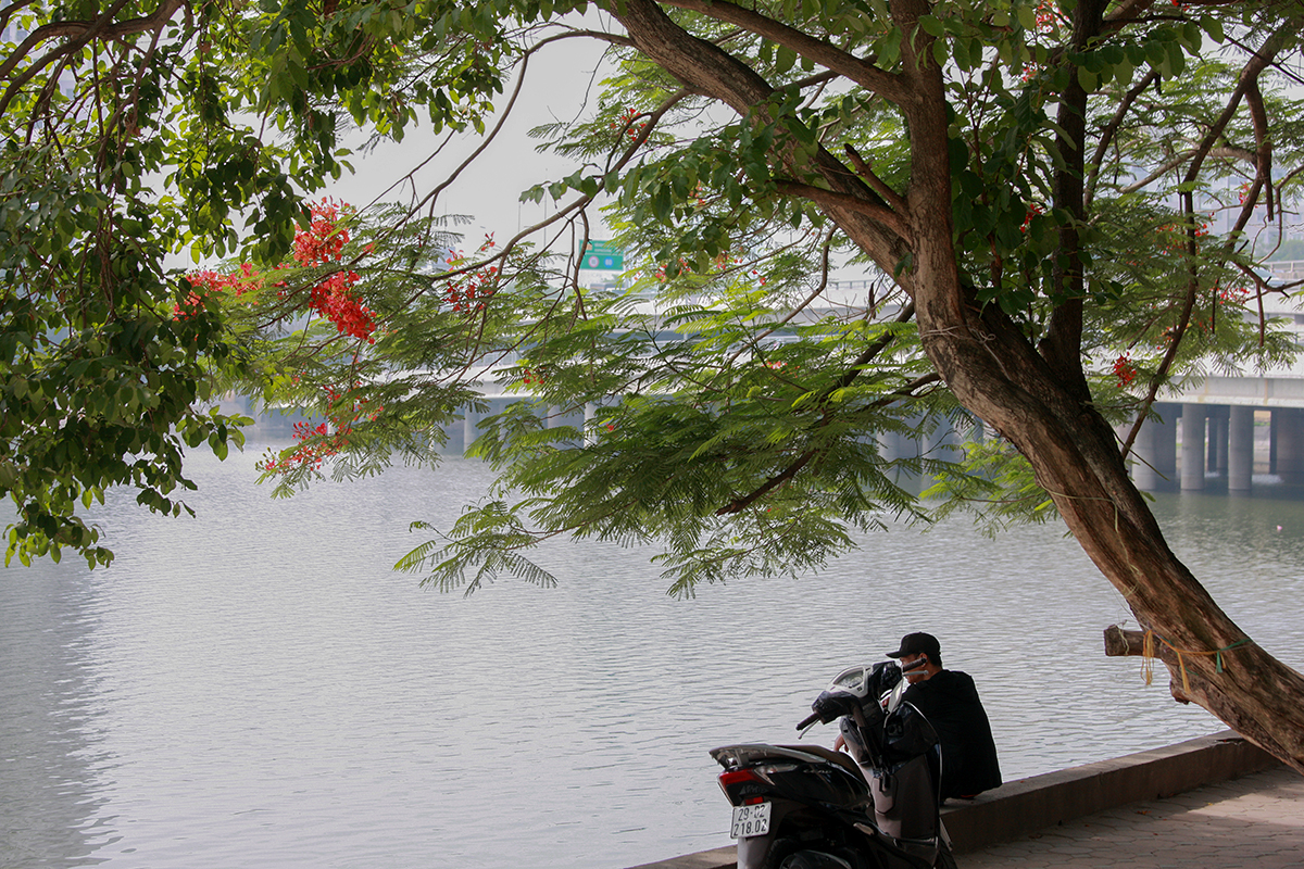 Khung cảnh view mặt hồ phượng đỏ đẹp lung linh cực hiếm ngay giữa lòng Hà Nội - Ảnh 3.