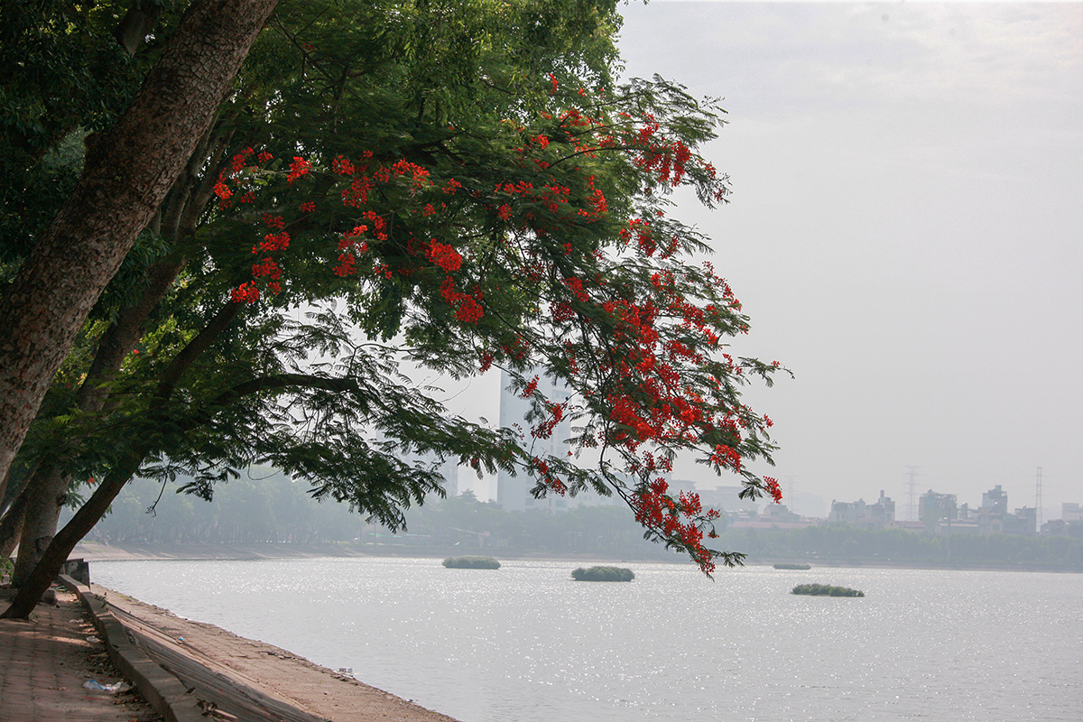 Khung cảnh view mặt hồ phượng đỏ đẹp lung linh cực hiếm ngay giữa lòng Hà Nội - Ảnh 1.