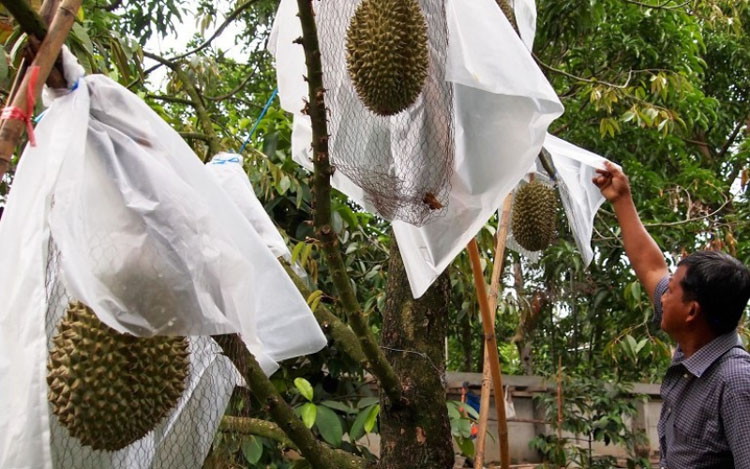 Quả sầu riêng giá 1,1 tỷ đồng: Là giống quý, được giới nhà giàu săn lùng nhiều nhất thế giới - Ảnh 2. Quả sầu riêng giá 1,1 tỷ đồng: Là giống quý, được giới nhà giàu săn lùng nhiều nhất thế giới - Ảnh 2.