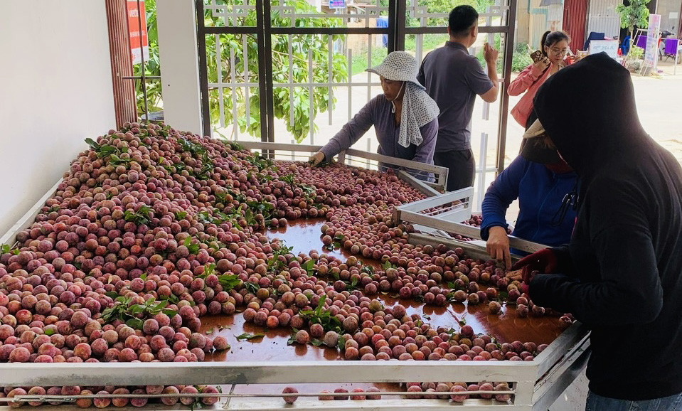 'Thay trời làm mưa', người dân vùng cao thu cả chục tỷ đồng - Ảnh 3.