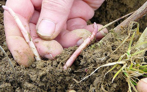 N&ocirc;ng sản &lsquo;đồ thừa&rsquo; bỗng th&agrave;nh &lsquo;bảo vật xanh&rsquo; đắt đỏ h&agrave;ng đầu thế giới, gi&aacute; l&ecirc;n tới hơn 26 triệu đồng/kg nhưng giới si&ecirc;u gi&agrave;u vẫn đổ x&ocirc; săn l&ugrave;ng - Ảnh 4.