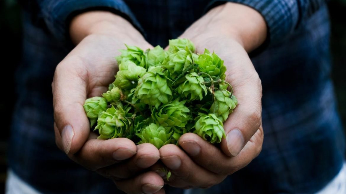 N&ocirc;ng sản &lsquo;đồ thừa&rsquo; bỗng th&agrave;nh &lsquo;bảo vật xanh&rsquo; đắt đỏ h&agrave;ng đầu thế giới, gi&aacute; l&ecirc;n tới hơn 26 triệu đồng/kg nhưng giới si&ecirc;u gi&agrave;u vẫn đổ x&ocirc; săn l&ugrave;ng - Ảnh 2.