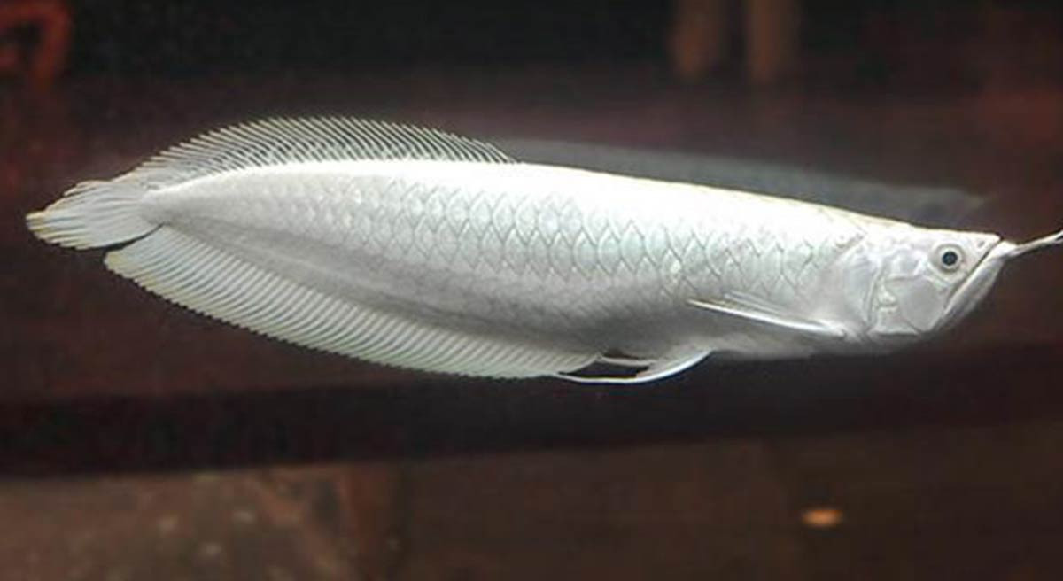 Loại cá cảnh đắt nhất thế giới, có con gần 10 tỷ đồng gây tò mò - Ảnh 1.