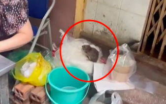 Kinh hoàng hình ảnh chuột cống "ngồi" chễm chệ trên túi bún ở Hà Nội đang gây xôn xao
