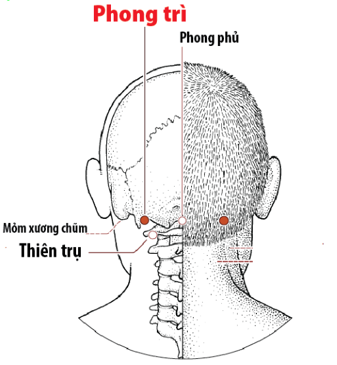 4 huyệt vị làm giảm chứng chóng mặt - Ảnh 4.