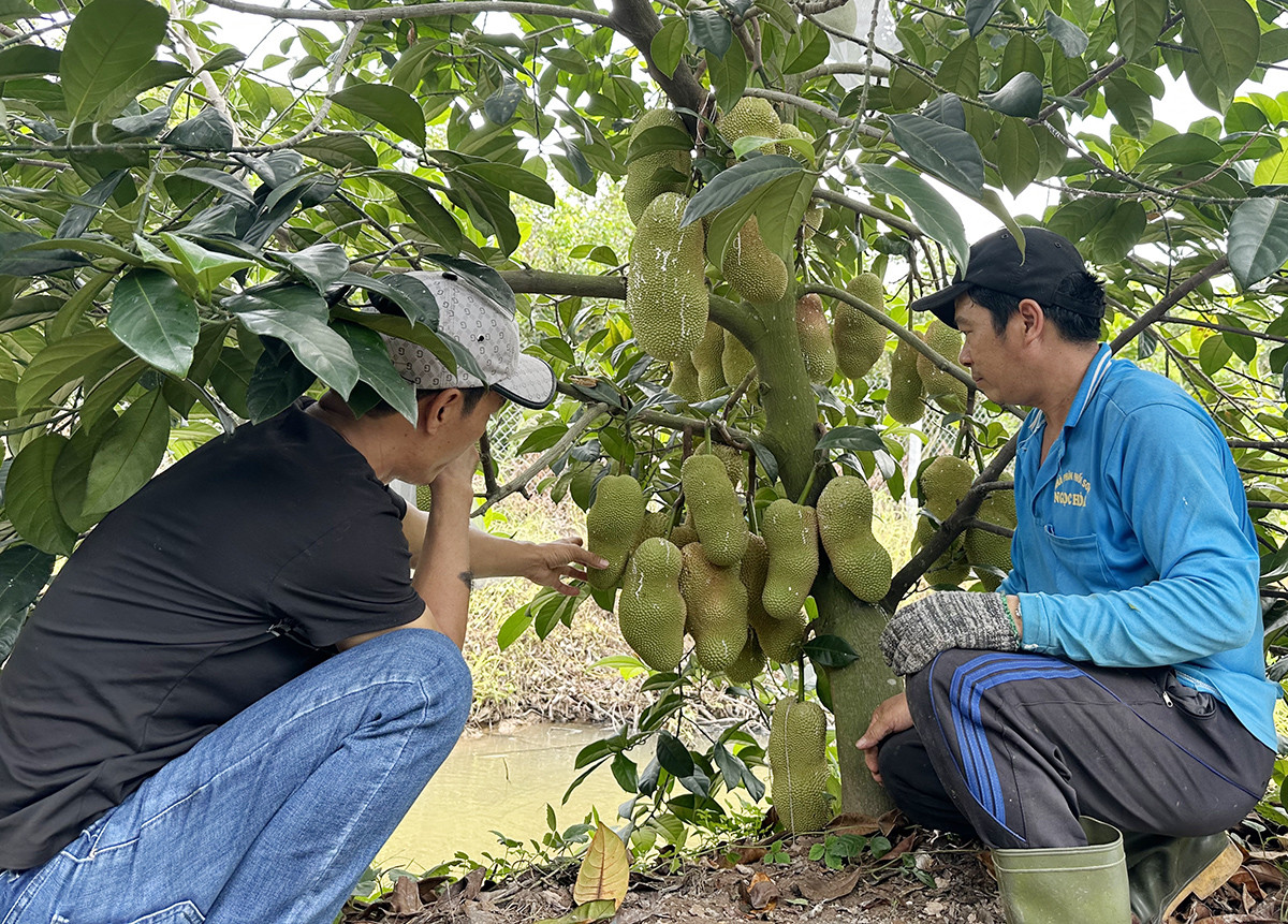 Vườn mít lạ của 2 anh em ở miền Tây: Siêu trái, thơm nức mùi sầu riêng - Ảnh 6.