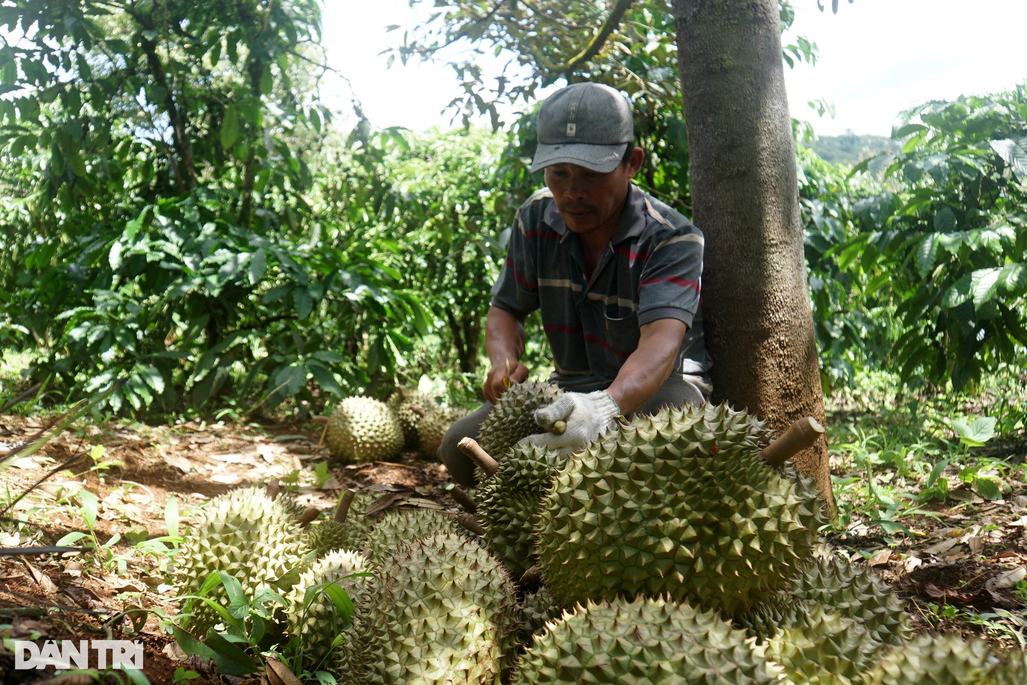 Độc lạ nghề nghe tiếng, ngửi mùi sầu riêng kiếm tiền triệu mỗi ngày - Ảnh 4.