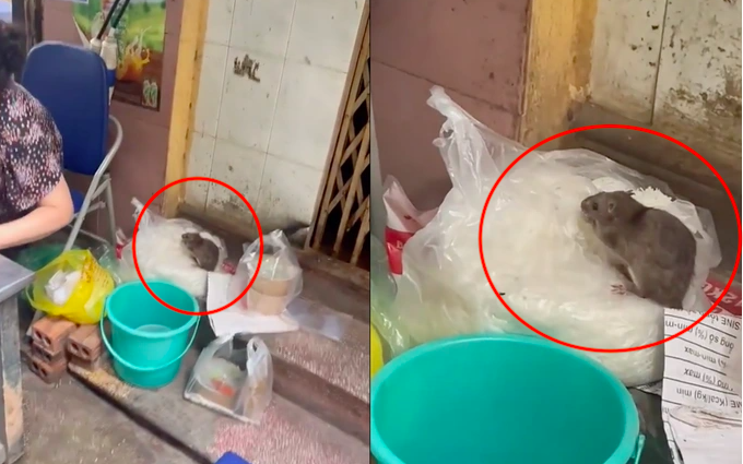 Từ vụ chuột "ngồi" trên túi bún ở Hà Nội, chuyên gia thực phẩm cảnh báo những mầm bệnh nguy hiểm từ chuột