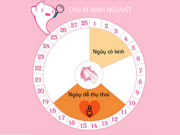 Phụ nữ chỉ có thể mang thai khi thụ thai trong thời kỳ rụng trứng, đúng hay sai? - Ảnh 5.