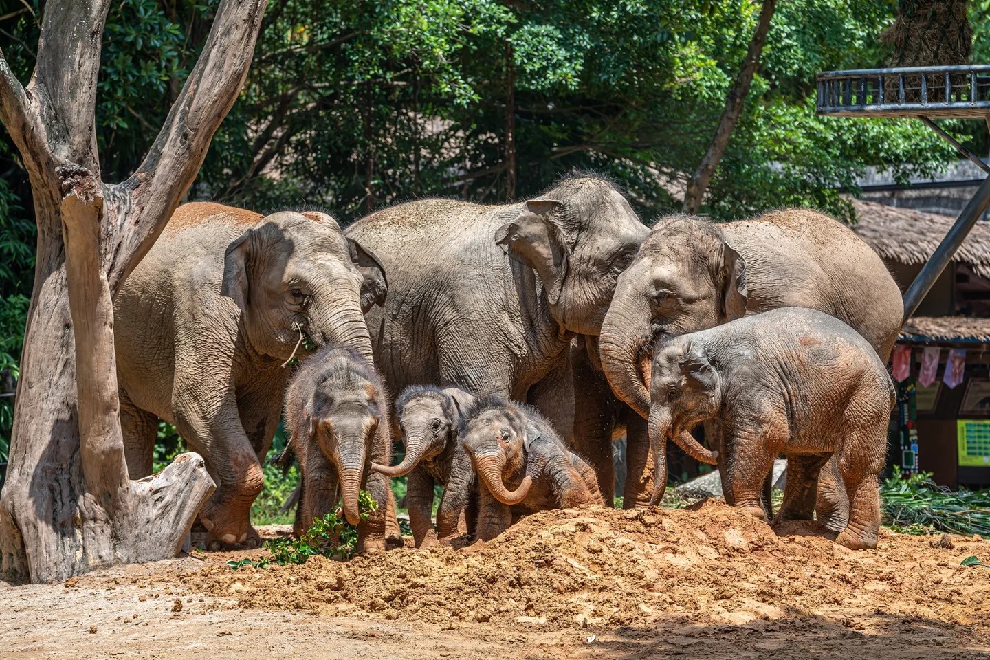 Voi không có kẻ thù tự nhiên và sẽ không bị ung thư, nhưng tại sao không có con voi nào có thể sống đến lúc chết già một cách tự nhiên? - Ảnh 3.