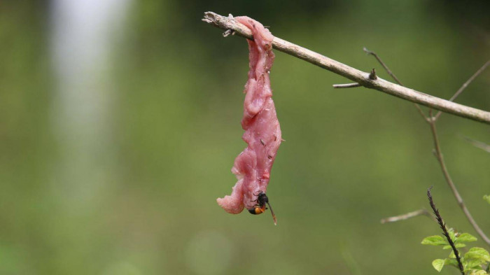 Người đ&agrave;n &ocirc;ng v&agrave;o rừng săn lo&agrave;i kịch độc, kiếm h&agrave;ng chục triệu đồng - Ảnh 3.