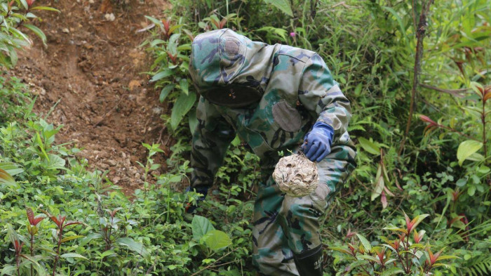 Người đ&agrave;n &ocirc;ng v&agrave;o rừng săn lo&agrave;i kịch độc, kiếm h&agrave;ng chục triệu đồng - Ảnh 5.