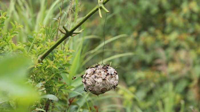 Người đ&agrave;n &ocirc;ng v&agrave;o rừng săn lo&agrave;i kịch độc, kiếm h&agrave;ng chục triệu đồng - Ảnh 7.