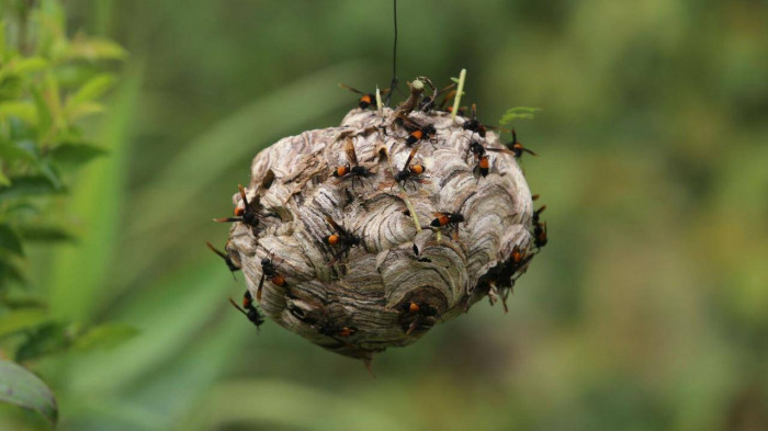 Người đ&agrave;n &ocirc;ng v&agrave;o rừng săn lo&agrave;i kịch độc, kiếm h&agrave;ng chục triệu đồng - Ảnh 8.