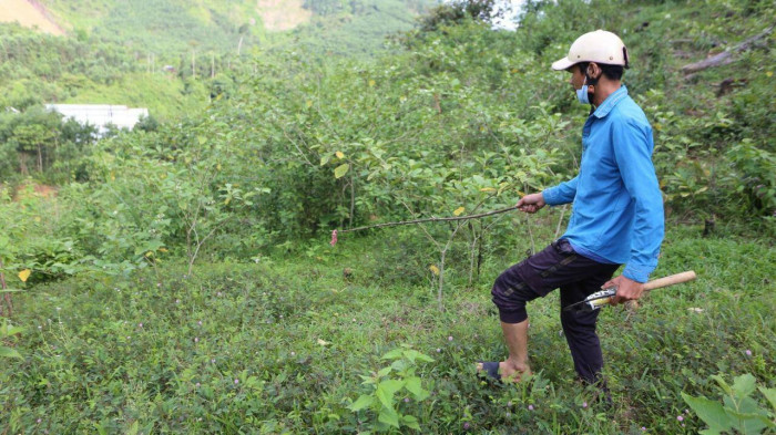 Người đ&agrave;n &ocirc;ng v&agrave;o rừng săn lo&agrave;i kịch độc, kiếm h&agrave;ng chục triệu đồng - Ảnh 4.